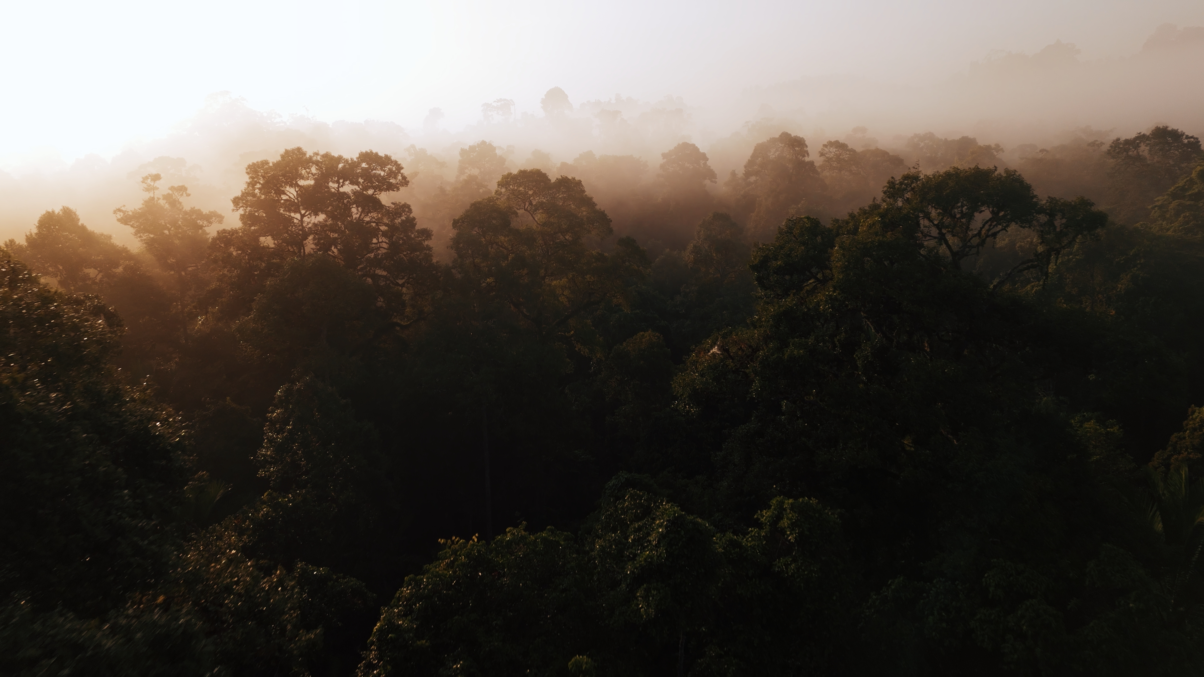 Misty jungle canopy at dawn, Mentawai Islands