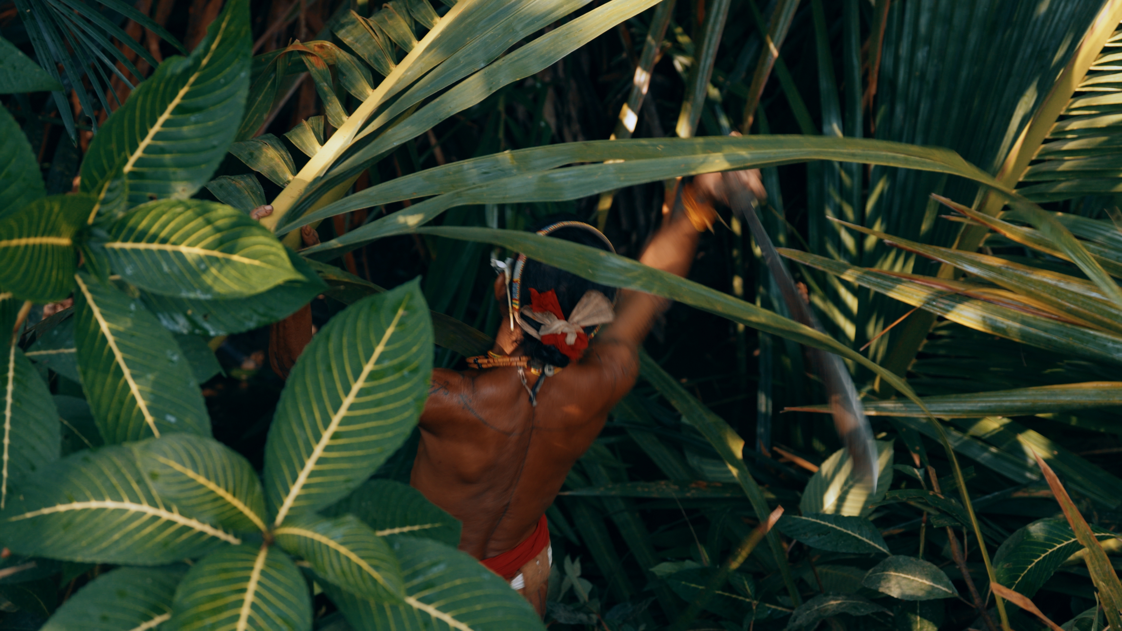 Jungle foliage, Mentawai Islands